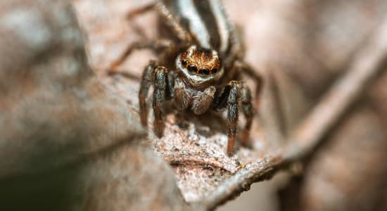 Une araignée avec le froc de Beetle Juice