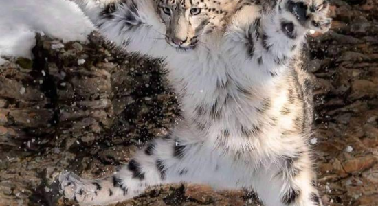 Un léopard bondissant sur sa proie