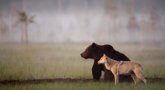 Unusual Friendship Between Wolf And Bear 
