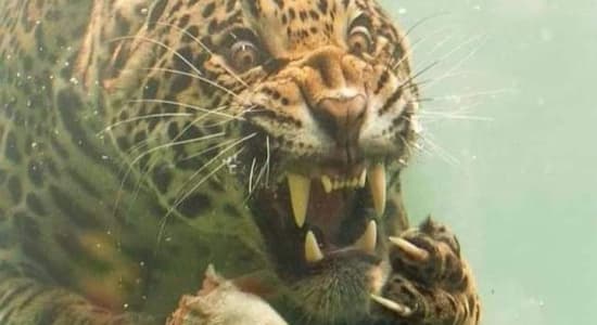 Photo d'un jaguar sous l'eau
