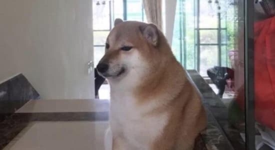 Balltze, le Shiba Inu à l’origine du meme chien fort, est décédé lors d’une opération après plusieurs mois de combat.