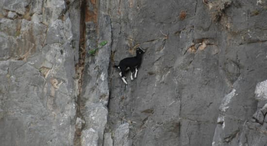 Mission: Impossible 4 - Goat Protocol 