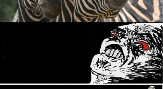 Oh GOD ! Zebra !