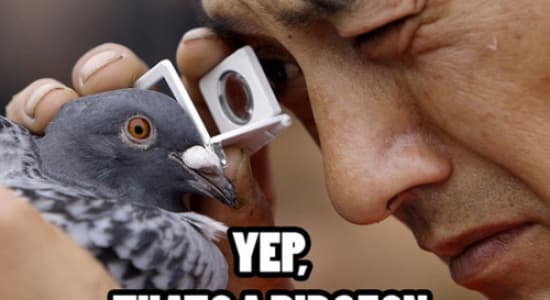 pigeon expert