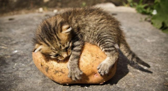 It\'s my potatoes (cat)