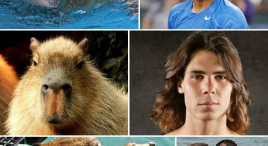 Capybaras that look like Rafael Nadal