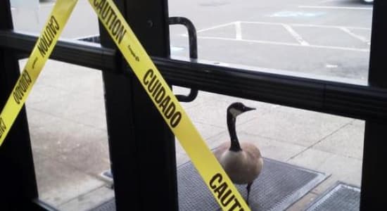 Dangerous goose