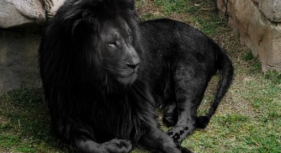 Lion noir - Black Lion