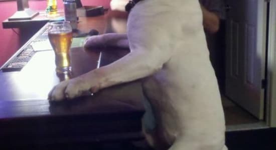 Un chien au pub ...