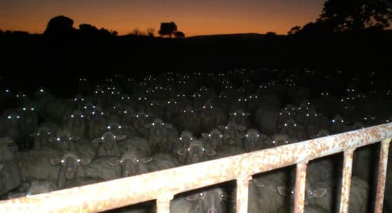 Big sheep are watching you...