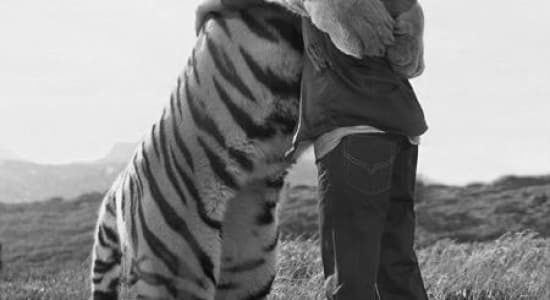 friendship with a tiger.. 
