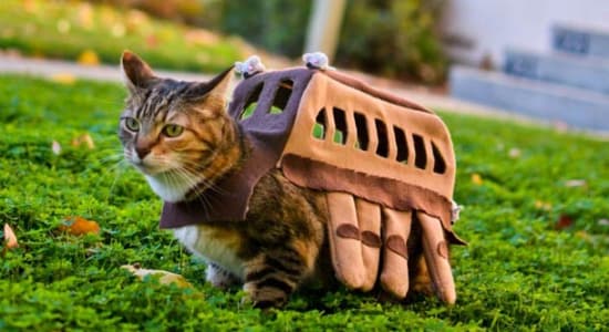 Cosplay Totoro pour chat