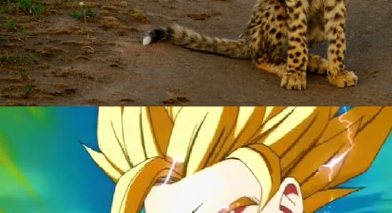That\'s my cat [Goku]