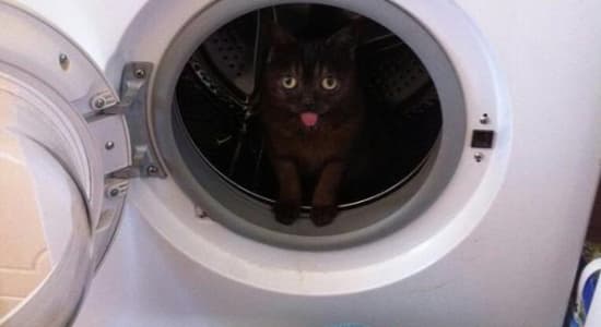 Rien ne résiste à la lessive le chat !