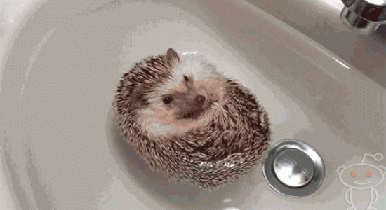 Hedgehog bath fun