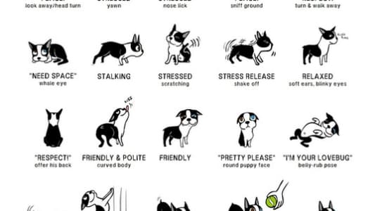 dog body language