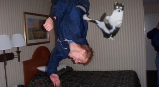 Amazing cat (Chat-Kung fu)
