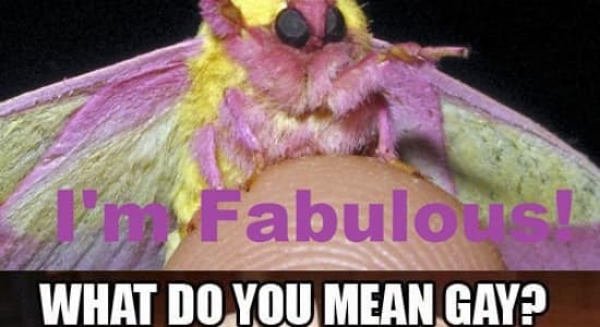 Bitch , we\'re fabulous !