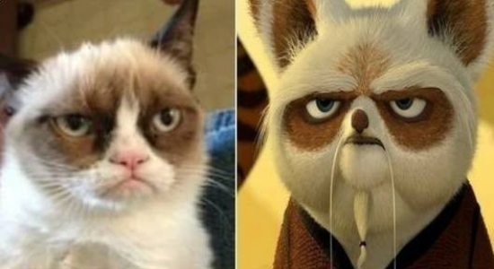 Grumpy Cat/Maitre Shifu 