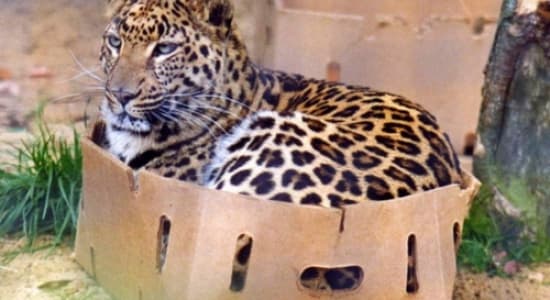 Big cats are still cats [Leopard, carton]