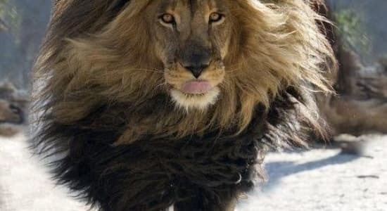 I\'m fabulous lion!