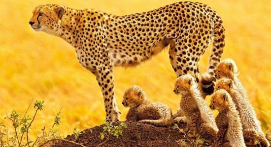 Une famille de guépards