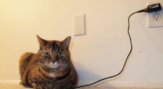 Charging cat, lolcat with battery [chat, chargeur]