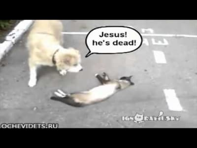 Un chien découvre un chat mort sur la route