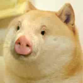 wow, such wtf, much pig, not enough doge