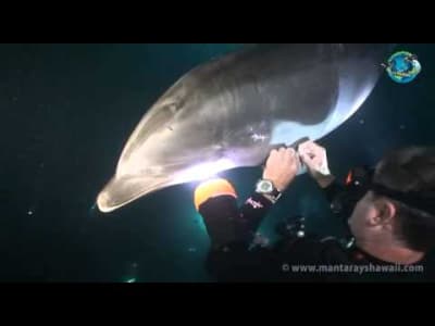 Un dauphin demande de l'aide à un plongeur