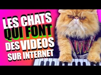 Les chats qui font des vidéos sur Internet