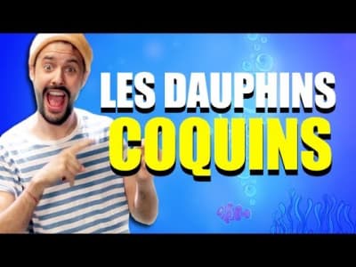 Les dauphins coquins