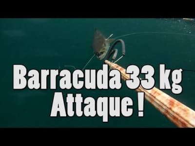 Barracuda [33 kilos] attaque !