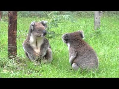 Le cri du Koala !