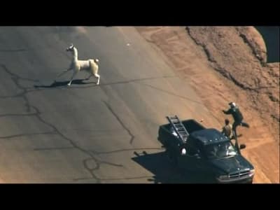 Course poursuite entre deux lamas en Arizona