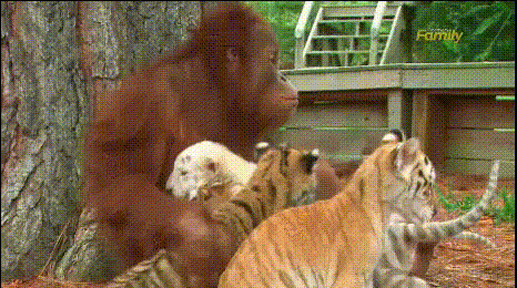 Un orang-outan et des tigreaux