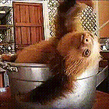 Un singe qui met la tête dans une bassine