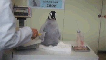 Comment ne pas porter un pingouin 