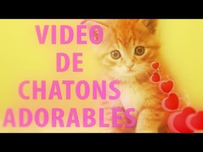 Vidéo de Chatons Adorables - Antoine Daniel