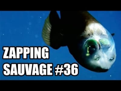 Zapping sauvage #36