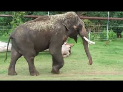 Un éléphant utilise son pénis pour se gratter