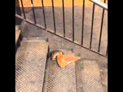 Un rat pique une part de pizza