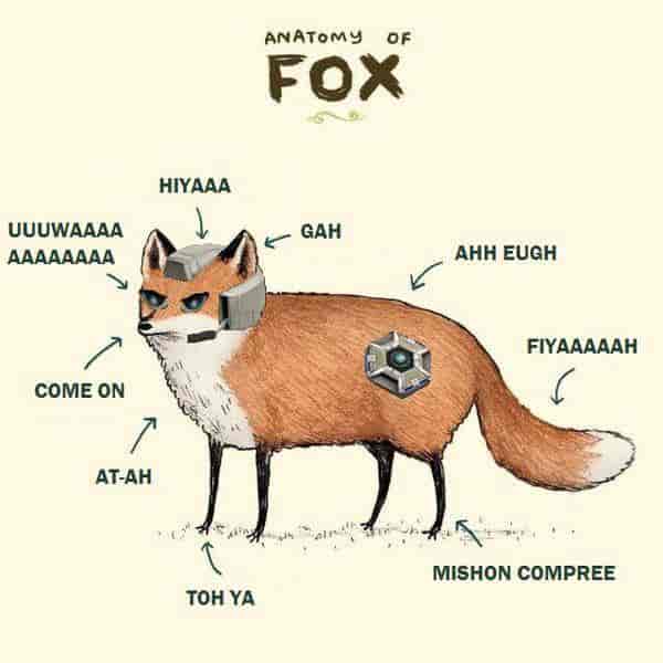 Fox Anatomy