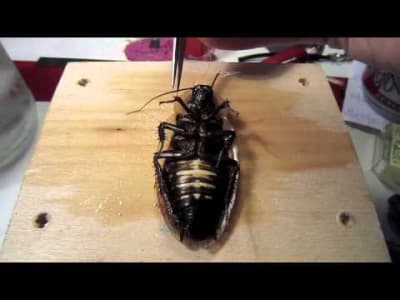 RoboRoach - Modifier un insecte et le télécommander 
