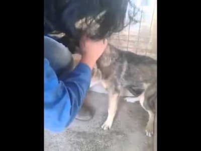 Un jeune chien est caressé pour la première fois par un humain.