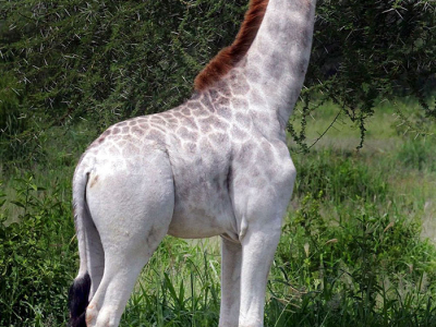 http://static.boredpanda.com/blog/wp-content/uploads/2016/01/white-giraffe-leucism-albino-rare-animals-omo-tanzania-7.jpg
