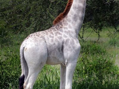 Omo, la girafe blanche