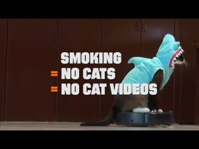 Fumer tue les chats aussi