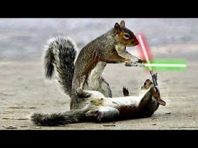 Star Wars level Squirrel