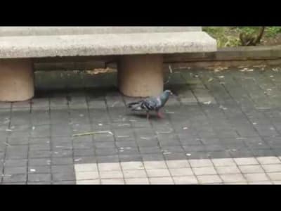 pigeonlied